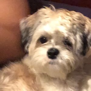 Meet your Posher, Mareena